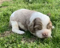 Light chocolate Merle male , a male Cocker Spaniel for sale in Gadsden, AL – Photo 3 of 5