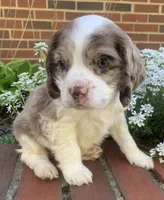 Light chocolate Merle male , a male Cocker Spaniel for sale in Gadsden, AL – Photo 3 of 10