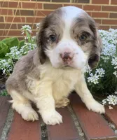 Light chocolate Merle male , a male Cocker Spaniel for sale in Gadsden, AL – Photo 4 of 10