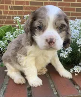 Light chocolate Merle male , a male Cocker Spaniel for sale in Gadsden, AL – Photo 5 of 10