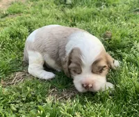 Light chocolate Merle male , a male Cocker Spaniel for sale in Gadsden, AL – Photo 4 of 5
