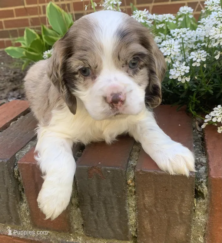 Light chocolate Merle male  – Cocker Spaniel puppy on hold in Gadsden, AL