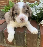 Light chocolate Merle male , a male Cocker Spaniel for sale in Gadsden, AL – Photo 1 of 10
