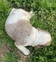 Light chocolate Merle male , a male Cocker Spaniel for sale in Gadsden, AL – Photo 5 of 5