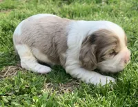 Light chocolate Merle male , a male Cocker Spaniel for sale in Gadsden, AL – Photo 2 of 5