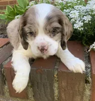 Light chocolate Merle male , a male Cocker Spaniel for sale in Gadsden, AL – Photo 6 of 10