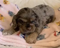 Chocolate Merle, a male Cocker Spaniel for sale in Gadsden, AL – Photo 2 of 6