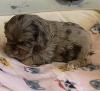 Chocolate Merle, a male Cocker Spaniel for sale in Gadsden, AL – Photo 3 of 6