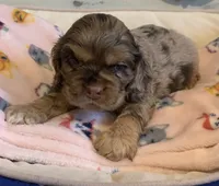 Chocolate Merle, a male Cocker Spaniel for sale in Gadsden, AL – Photo 1 of 6