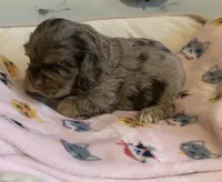 Chocolate Merle, a male Cocker Spaniel for sale in Gadsden, AL – Photo 5 of 6