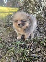 Male 3, a male Pomeranian for sale in Gadsden, AL – 6 of 10