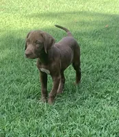 Girl 1, a female Catahoula Leopard Dog for sale in Gadsden, AL – 3 of 10