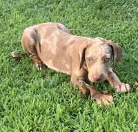 Boy 5, a male Catahoula Leopard Dog for sale in Gadsden, AL – 1 of 5