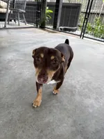 Jojo, a male Teddy Roosevelt Terrier for sale in Gadsden, AL – 6 of 10