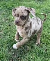 Female 5, a female Catahoula Leopard Dog for sale in Gadsden, AL – Photo 5 of 10