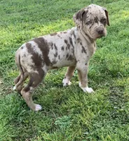 Female 5, a female Catahoula Leopard Dog for sale in Gadsden, AL – Photo 9 of 10