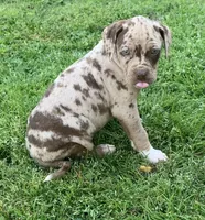 Female 5, a female Catahoula Leopard Dog for sale in Gadsden, AL – Photo 1 of 10