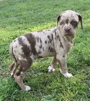 Female 5, a female Catahoula Leopard Dog for sale in Gadsden, AL – Photo 7 of 10