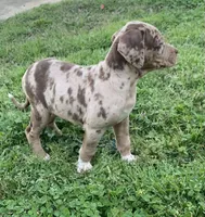 Female 5, a female Catahoula Leopard Dog for sale in Gadsden, AL – Photo 4 of 10