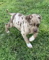 Female 5, a female Catahoula Leopard Dog for sale in Gadsden, AL – Photo 6 of 10