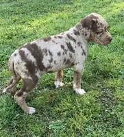 Female 5, a female Catahoula Leopard Dog for sale in Gadsden, AL – Photo 8 of 10