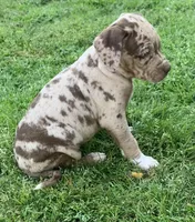 Female 5, a female Catahoula Leopard Dog for sale in Gadsden, AL – Photo 3 of 10