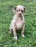 Female 5, a female Catahoula Leopard Dog for sale in Gadsden, AL – Photo 2 of 10