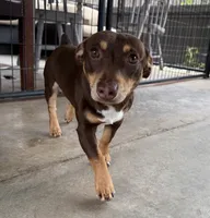 Jojo, a male Teddy Roosevelt Terrier for sale in Gadsden, AL – 3 of 10