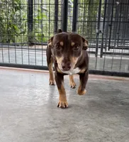 Jojo, a male Teddy Roosevelt Terrier for sale in Gadsden, AL – 5 of 10