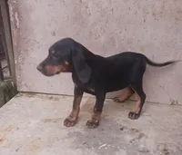 Male 3, a male Catahoula Leopard Dog and Bluetick Coonhound for sale in Gadsden, AL – 7 of 7