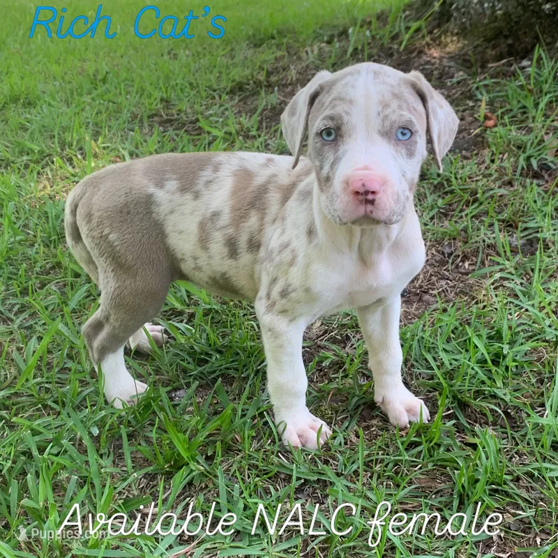 Black collar female  – Catahoula Leopard Dog puppy for sale in Gadsden, AL
