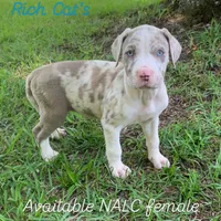 Black collar female , a female Catahoula Leopard Dog for sale in Gadsden, AL – 1 of 1