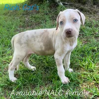 Pink collar female , a female Catahoula Leopard Dog for sale in Gadsden, AL – 1 of 1
