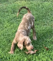 Boy 5, a male Catahoula Leopard Dog for sale in Gadsden, AL – 3 of 5