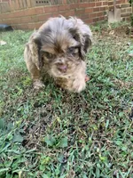 Female chocolate Merle , a female Cocker Spaniel for sale in Gadsden, AL – 3 of 7