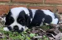Doc , a female Cocker Spaniel for sale in Gadsden, AL – Photo 2 of 10