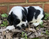 Doc , a female Cocker Spaniel for sale in Gadsden, AL – Photo 7 of 10