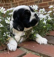 Doc , a female Cocker Spaniel for sale in Gadsden, AL – Photo 4 of 10