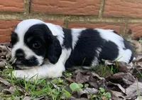Doc , a female Cocker Spaniel for sale in Gadsden, AL – Photo 3 of 10