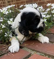 Doc , a female Cocker Spaniel for sale in Gadsden, AL – Photo 9 of 10