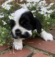 Doc , a female Cocker Spaniel for sale in Gadsden, AL – Photo 5 of 10