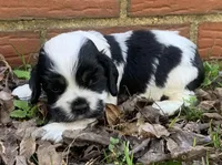 Doc , a female Cocker Spaniel for sale in Gadsden, AL – Photo 6 of 10