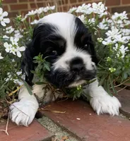 Doc , a female Cocker Spaniel for sale in Gadsden, AL – Photo 8 of 10