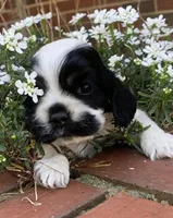 Doc , a female Cocker Spaniel for sale in Gadsden, AL – Photo 1 of 10