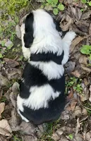 Doc , a female Cocker Spaniel for sale in Gadsden, AL – Photo 10 of 10