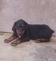 Male 3, a male Catahoula Leopard Dog and Bluetick Coonhound for sale in Gadsden, AL – 2 of 7