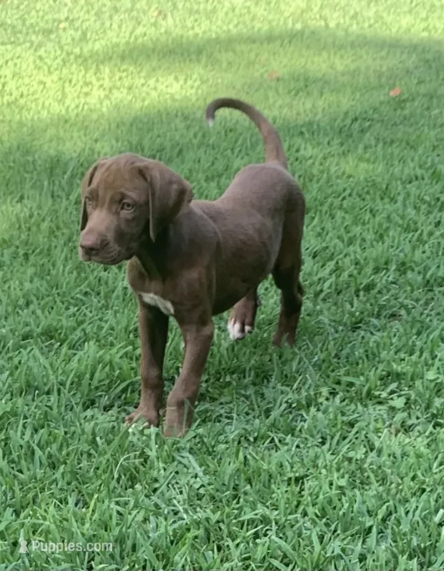 Girl 1 – Catahoula Leopard Dog puppy for sale in Gadsden, AL