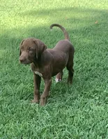 Girl 1, a female Catahoula Leopard Dog for sale in Gadsden, AL – 1 of 10