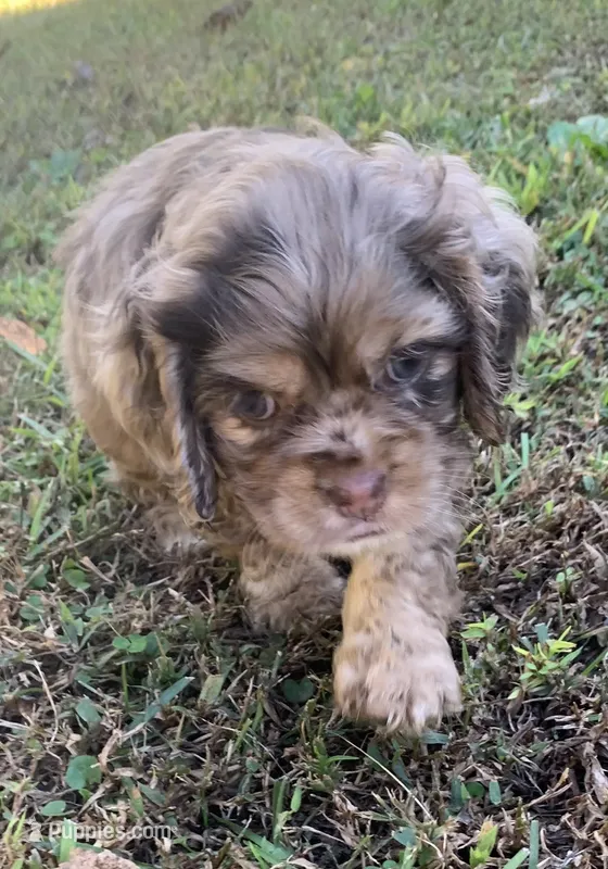 Female chocolate Merle , a female Cocker Spaniel for sale in Gadsden, AL – 1 of 7