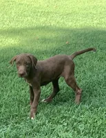 Girl 1, a female Catahoula Leopard Dog for sale in Gadsden, AL – 6 of 10